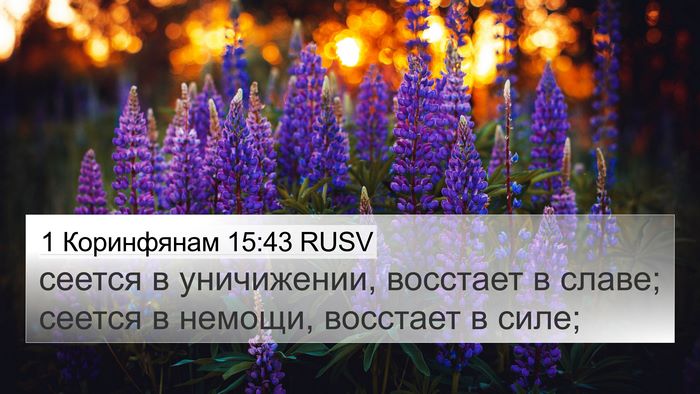 1 Коринфянам 15:43 RUSV Bible Verse Image