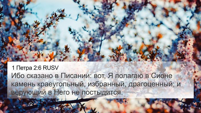 1 Петра 2:6 RUSV Bible Verse Image
