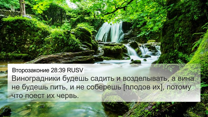 Второзаконие 28:39 RUSV 4K Wallpaper - Виноградники будешь - 4K Wallpaper Bible Verse
