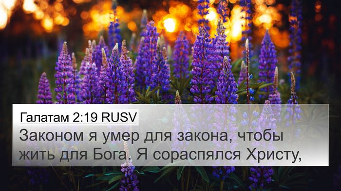Галатам 2:19 RUSV Bible Verse Image