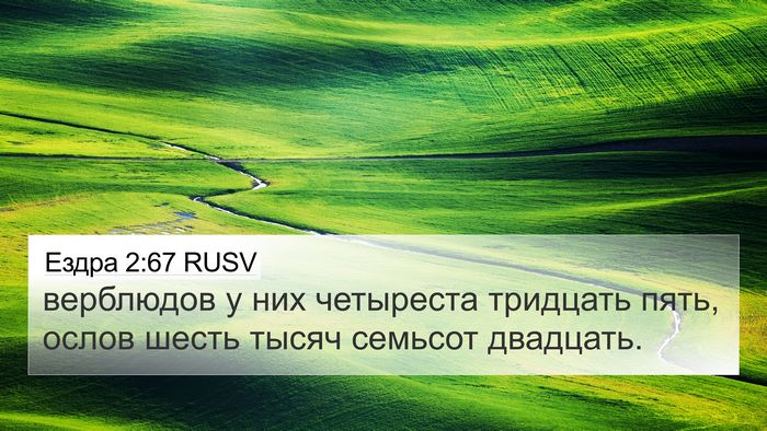 Ездра 2:67 RUSV 4K Wallpaper - верблюдов у них четыреста - 4K Wallpaper Bible Verse