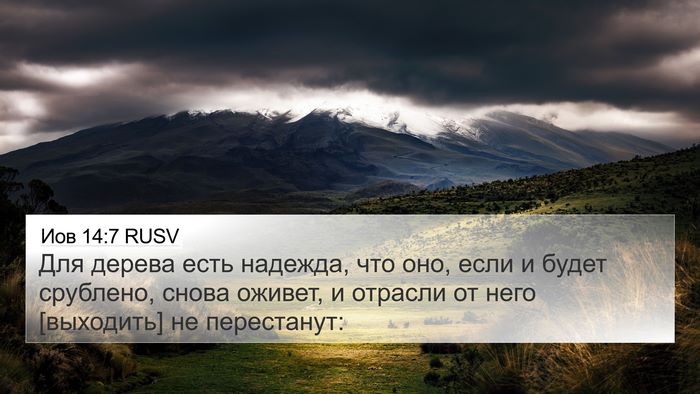 Иов 14:7 RUSV Bible Verse Image