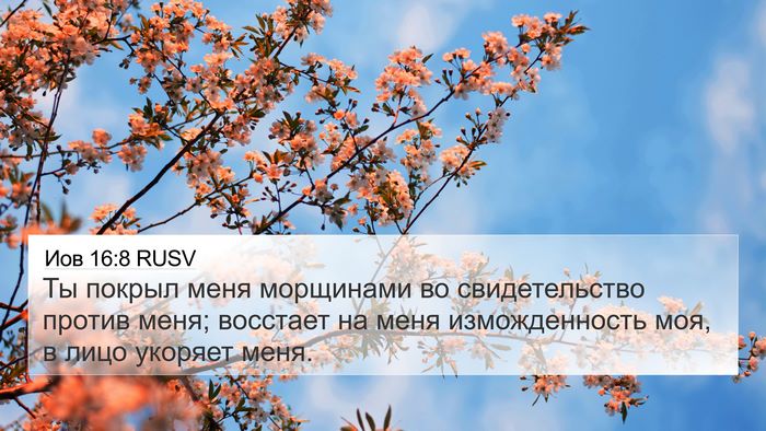 Иов 16:8 RUSV Bible Verse Image