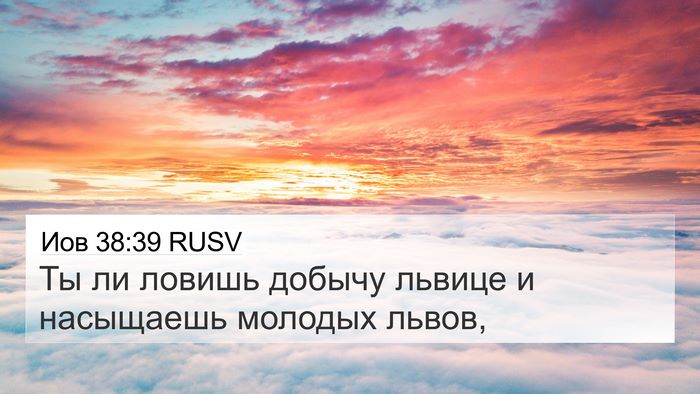 Иов 38:39 RUSV Bible Verse Image