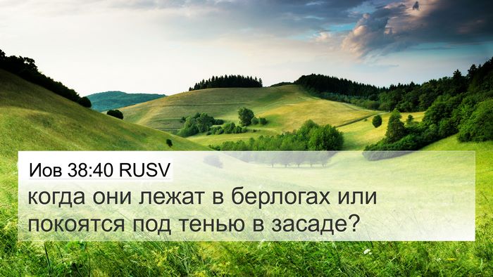 Иов 38:40 RUSV Bible Verse Image