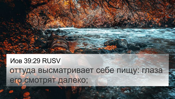 Иов 39:29 RUSV 4K Wallpaper - оттуда высматривает себе - 4K Wallpaper Bible Verse