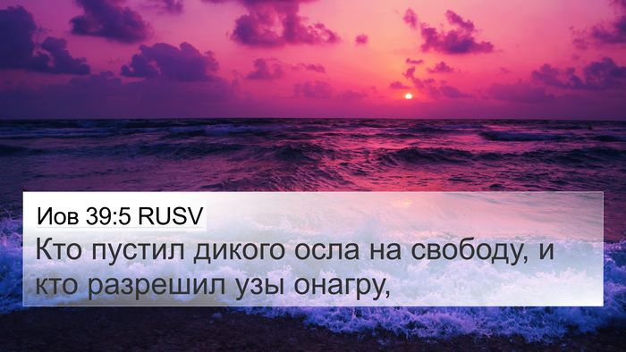 Иов 39:5 RUSV Bible Verse Image