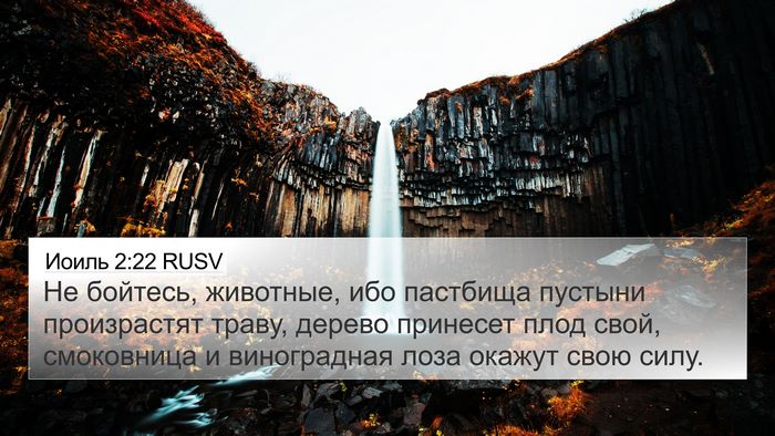 Иоиль 2:22 RUSV 4K Wallpaper - Не бойтесь, животные, ибо - 4K Wallpaper Bible Verse