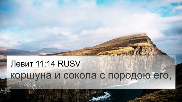 Левит 11:14 RUSV 4K Wallpaper - коршуна и сокола с породою - 4K Wallpaper Bible Verse