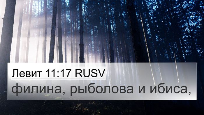 Левит 11:17 RUSV 4K Wallpaper - филина, рыболова и - 4K Wallpaper Bible Verse