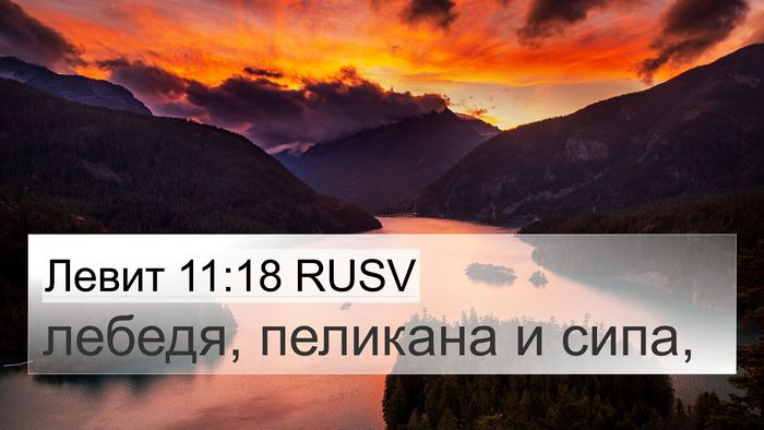 Левит 11:18 RUSV 4K Wallpaper - лебедя, пеликана и - 4K Wallpaper Bible Verse