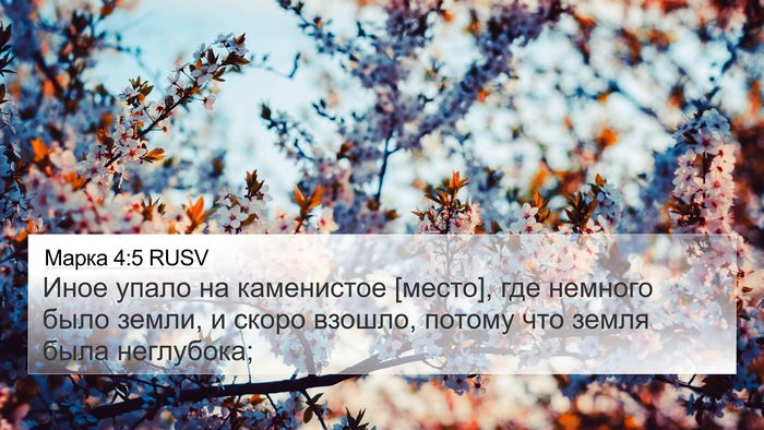 Марка 4:5 RUSV 4K Wallpaper - Иное упало на каменистое - 4K Wallpaper Bible Verse