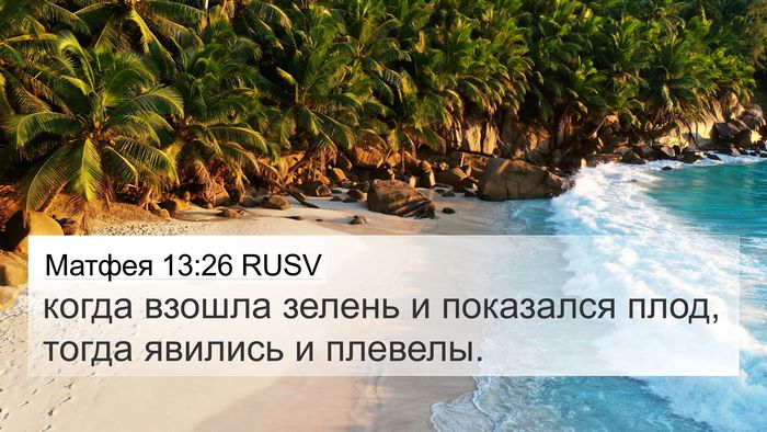 Матфея 13:26 RUSV Bible Verse Image