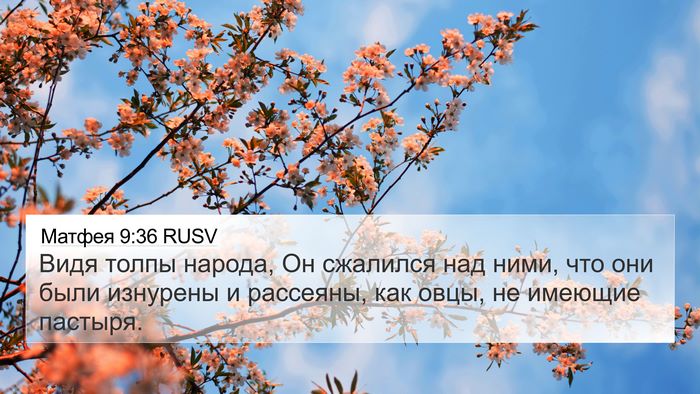 Матфея 9:36 RUSV Bible Verse Image