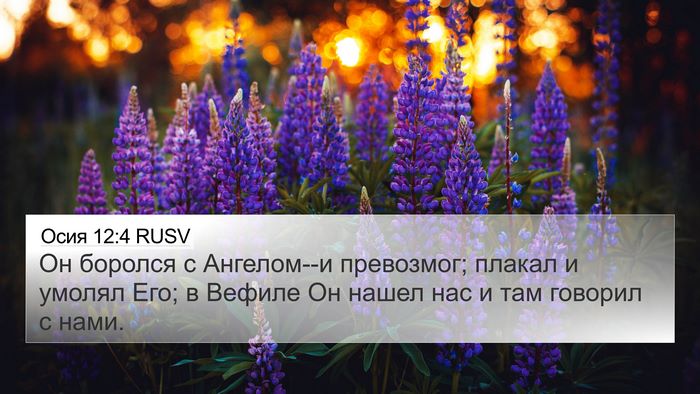 Осия 12:4 RUSV Bible Verse Image