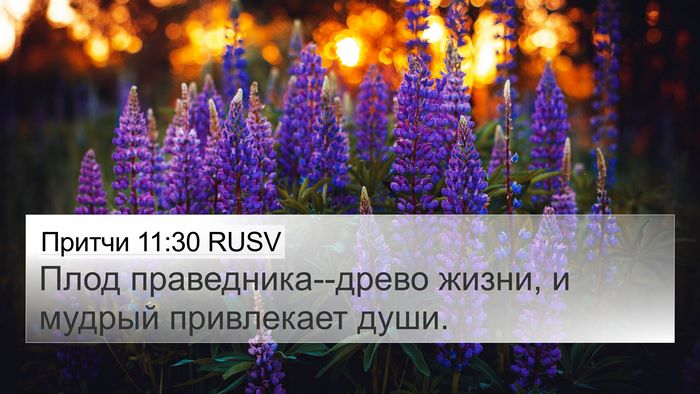 Притчи 11:30 RUSV Bible Verse Image