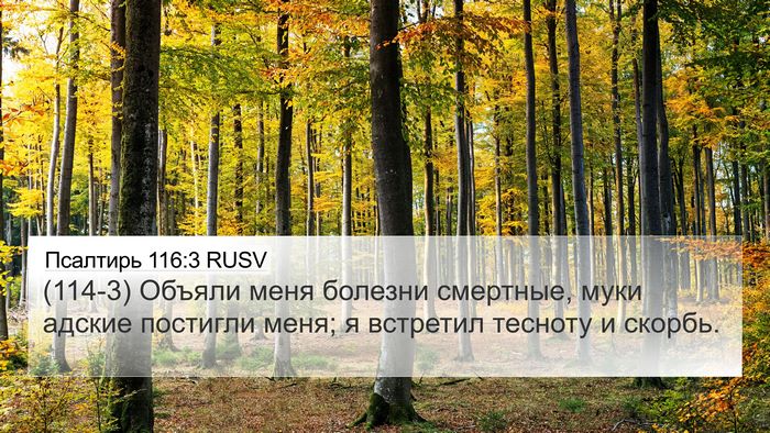 Псалтирь 116:3 RUSV Bible Verse Image