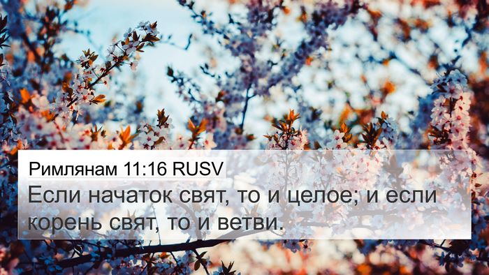 Римлянам 11:16 RUSV Bible Verse Image