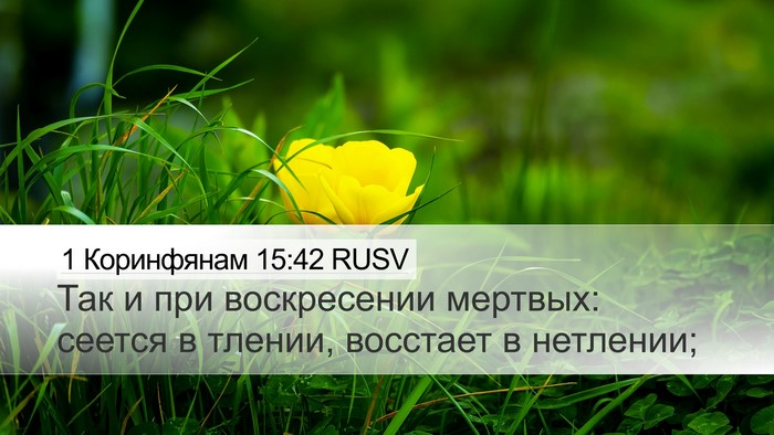 1 Коринфянам 15:42 RUSV Bible Verse Image