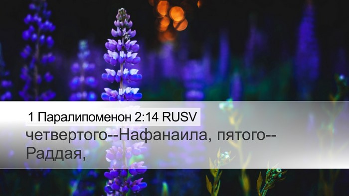 1 Паралипоменон 2:14 RUSV Desktop Wallpaper - четвертого--Нафанаила, - Desktop Bible Verse Wallpaper