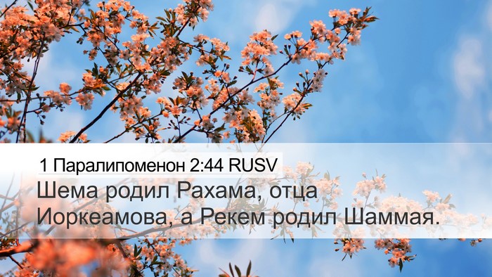 1 Паралипоменон 2:44 RUSV Desktop Wallpaper - Шема родил Рахама, отца - Desktop Bible Verse Wallpaper