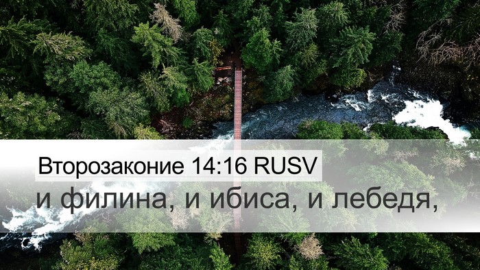 Второзаконие 14:16 RUSV Desktop Wallpaper - и филина, и ибиса, и - Desktop Bible Verse Wallpaper
