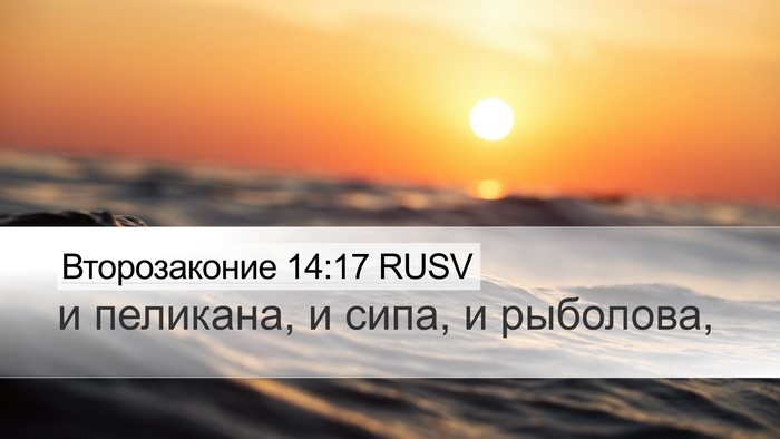 Второзаконие 14:17 RUSV Desktop Wallpaper - и пеликана, и сипа, и - Desktop Bible Verse Wallpaper