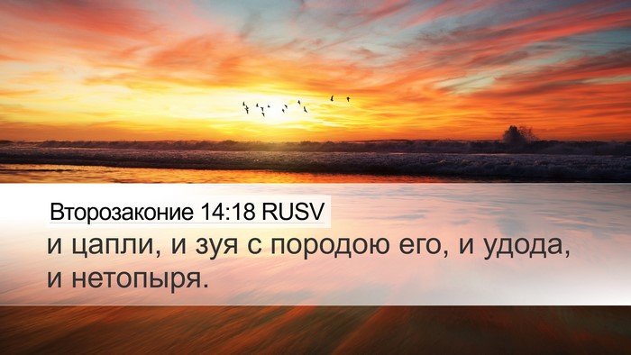 Второзаконие 14:18 RUSV Desktop Wallpaper - и цапли, и зуя с породою - Desktop Bible Verse Wallpaper