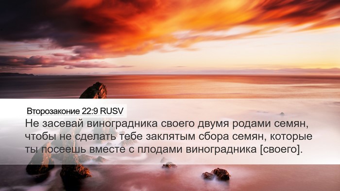 Второзаконие 22:9 RUSV Desktop Wallpaper - Не засевай виноградника - Desktop Bible Verse Wallpaper