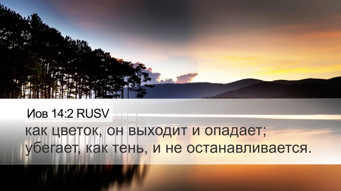 Иов 14:2 RUSV Bible Verse Image