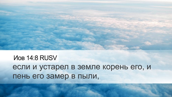 Иов 14:8 RUSV Desktop Wallpaper - если и устарел в земле - Desktop Bible Verse Wallpaper