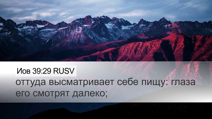 Иов 39:29 RUSV Desktop Wallpaper - оттуда высматривает себе - Desktop Bible Verse Wallpaper