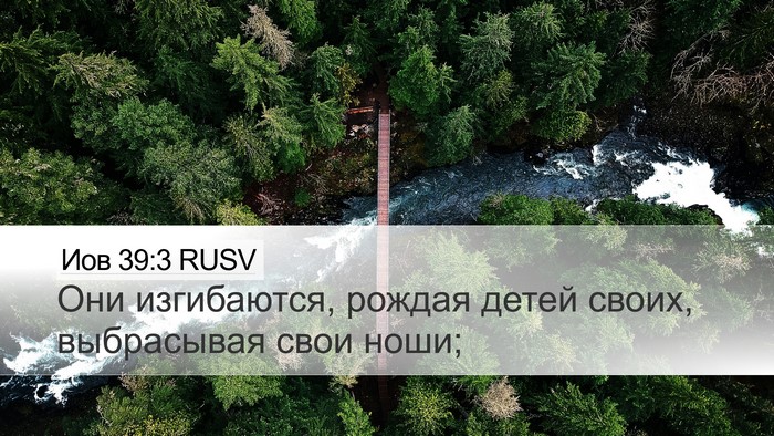 Иов 39:3 RUSV Desktop Wallpaper - Они изгибаются, рождая - Desktop Bible Verse Wallpaper