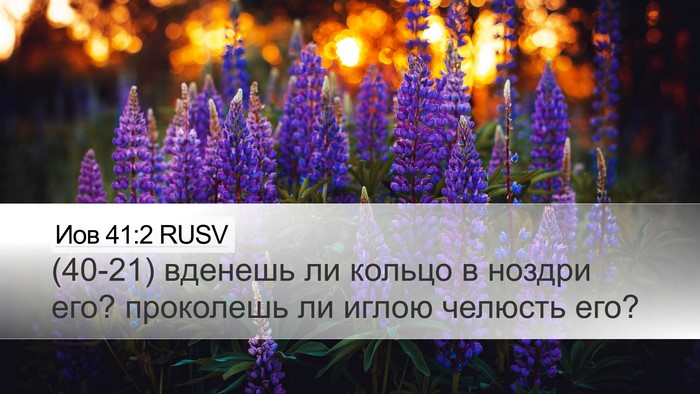 Иов 41:2 RUSV Desktop Wallpaper - (40-21) вденешь ли кольцо в - Desktop Bible Verse Wallpaper