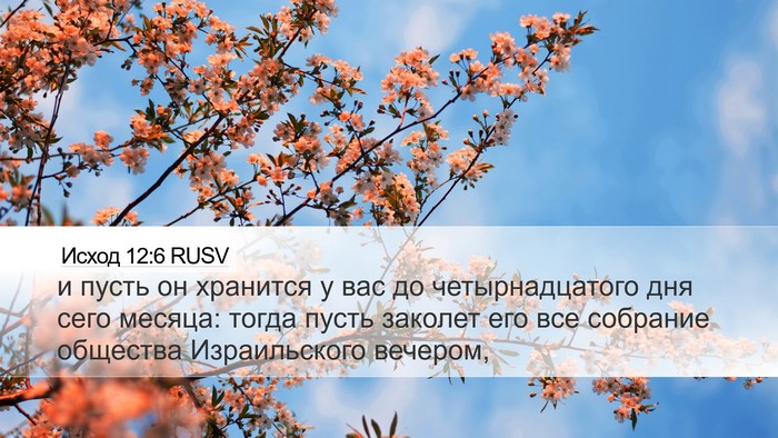 Исход 12:6 RUSV Bible Verse Image
