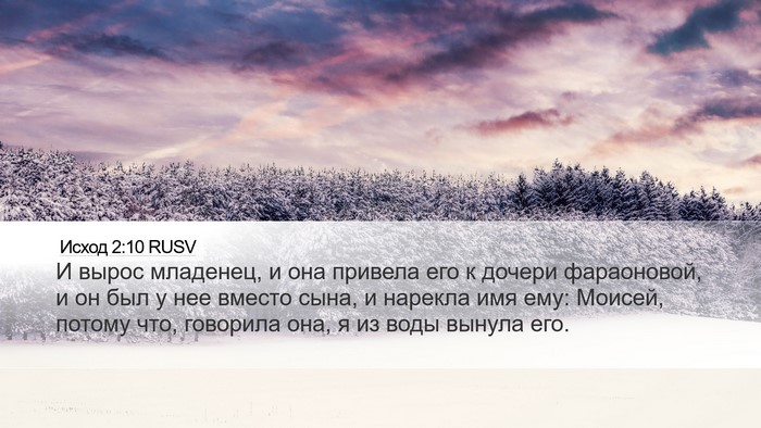 Исход 2:10 RUSV Bible Verse Image