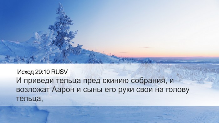 Исход 29:10 RUSV Bible Verse Image