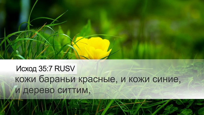 Исход 35:7 RUSV Bible Verse Image