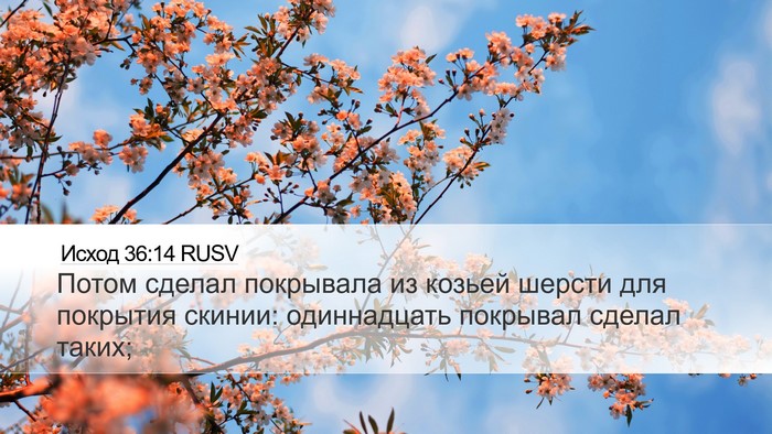 Исход 36:14 RUSV Bible Verse Image