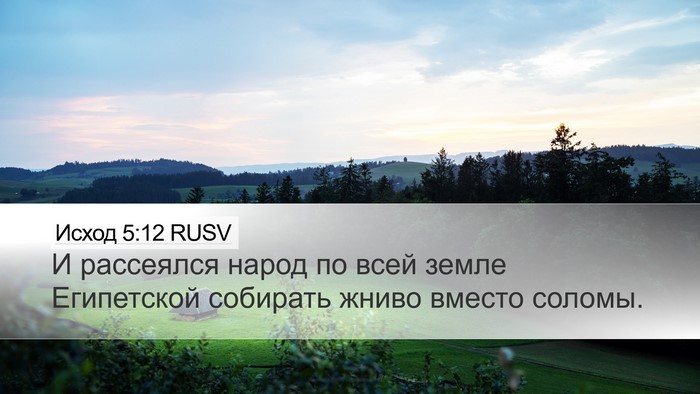 Исход 5:12 RUSV Desktop Wallpaper - И рассеялся народ по всей - Desktop Bible Verse Wallpaper