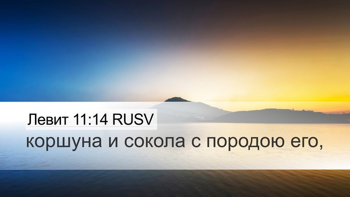 Левит 11:14 RUSV Desktop Wallpaper - коршуна и сокола с породою - Desktop Bible Verse Wallpaper
