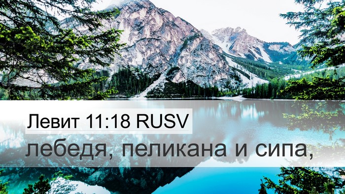 Левит 11:18 RUSV Desktop Wallpaper - лебедя, пеликана и - Desktop Bible Verse Wallpaper
