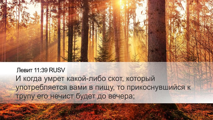 Левит 11:39 RUSV Bible Verse Image