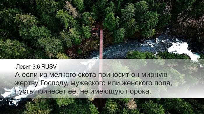 Левит 3:6 RUSV Bible Verse Image