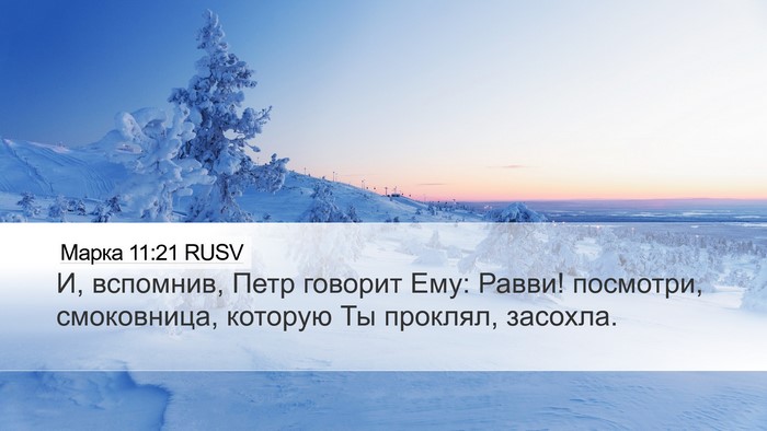 Марка 11:21 RUSV Desktop Wallpaper - И, вспомнив, Петр говорит - Desktop Bible Verse Wallpaper