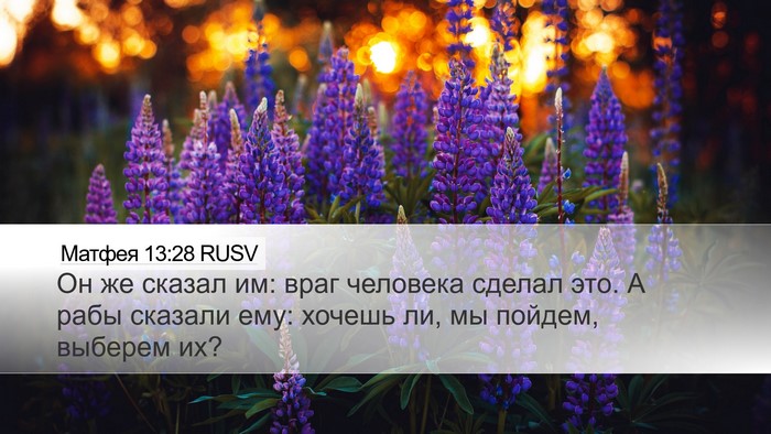 Матфея 13:28 RUSV Desktop Wallpaper - Он же сказал им: враг - Desktop Bible Verse Wallpaper