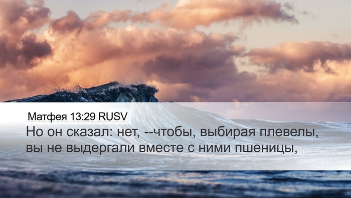 Матфея 13:29 RUSV Desktop Wallpaper - Но он сказал: нет, --чтобы, - Desktop Bible Verse Wallpaper