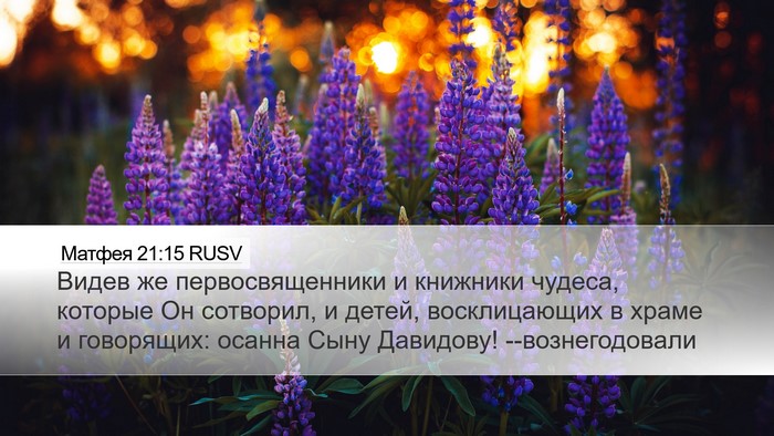 Матфея 21:15 RUSV Bible Verse Image