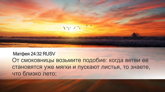 Матфея 24:32 RUSV Bible Verse Image