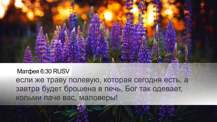 Матфея 6:30 RUSV Bible Verse Image